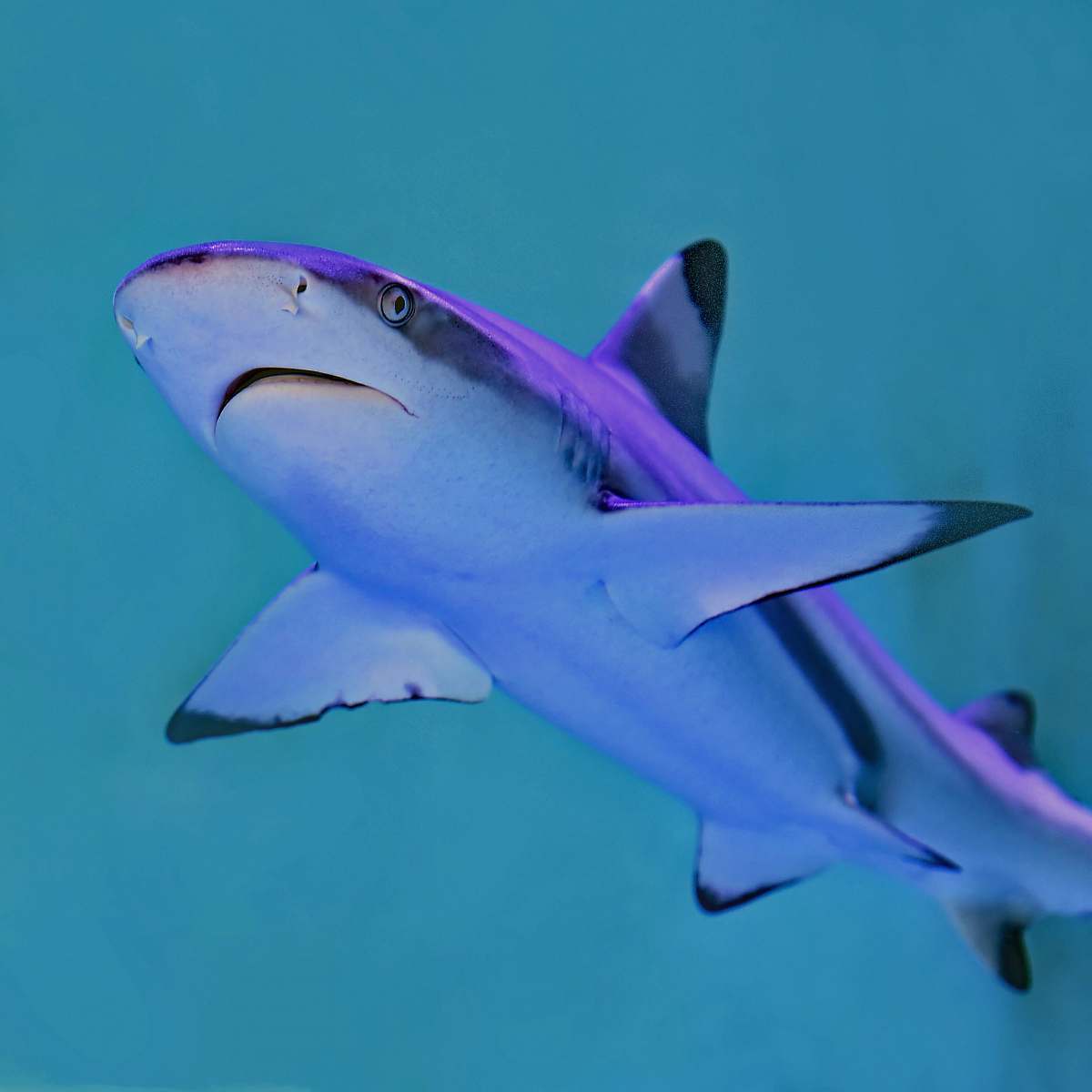 animal photo of gray and white shark shark