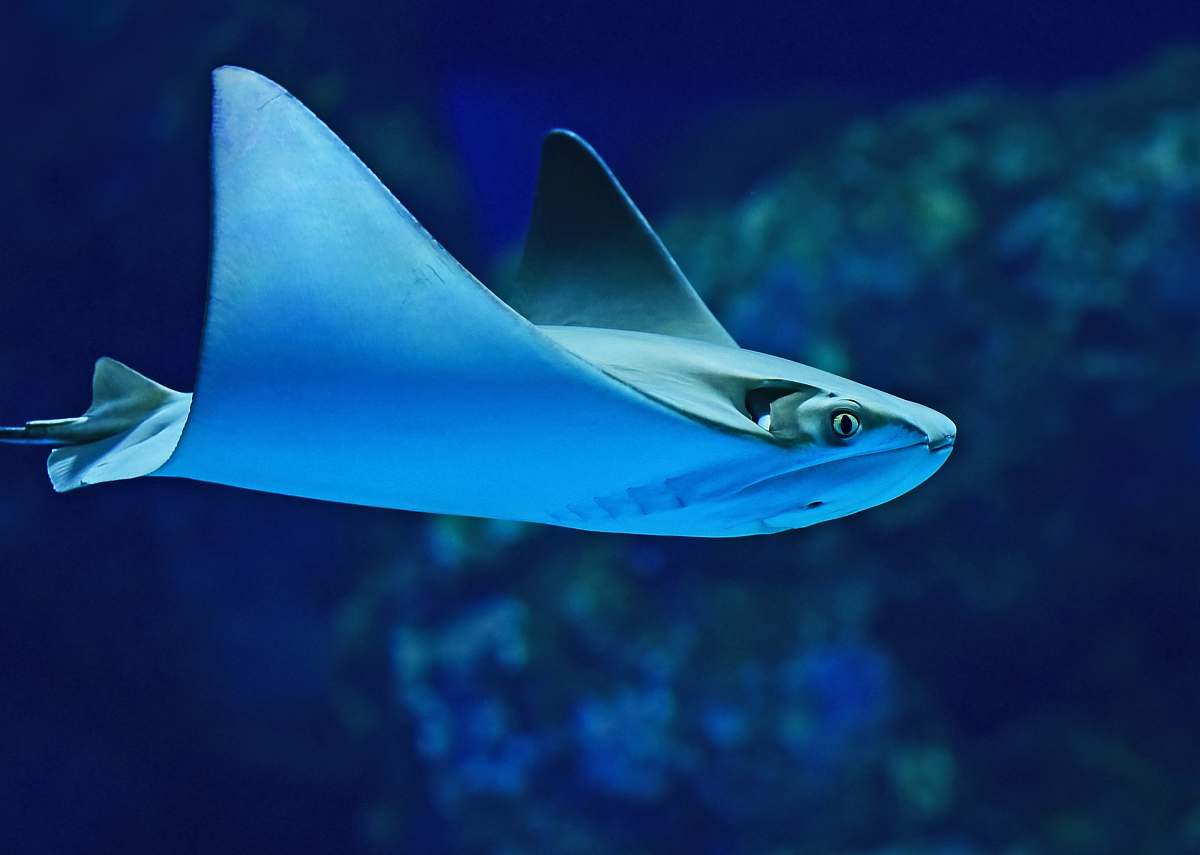 Blue Photography Of Sting Ray Cairns Aquarium Image Free Photo