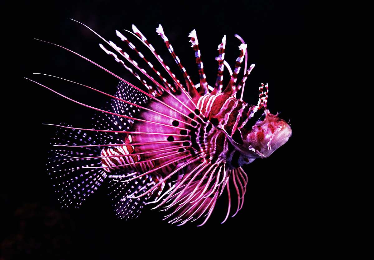 Fireworks Pink Tiger Fish Night Image Free Photo