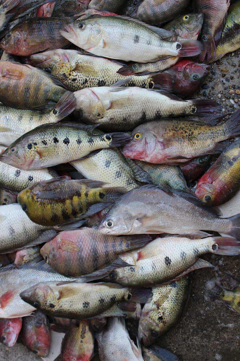 animal raw fish mexico