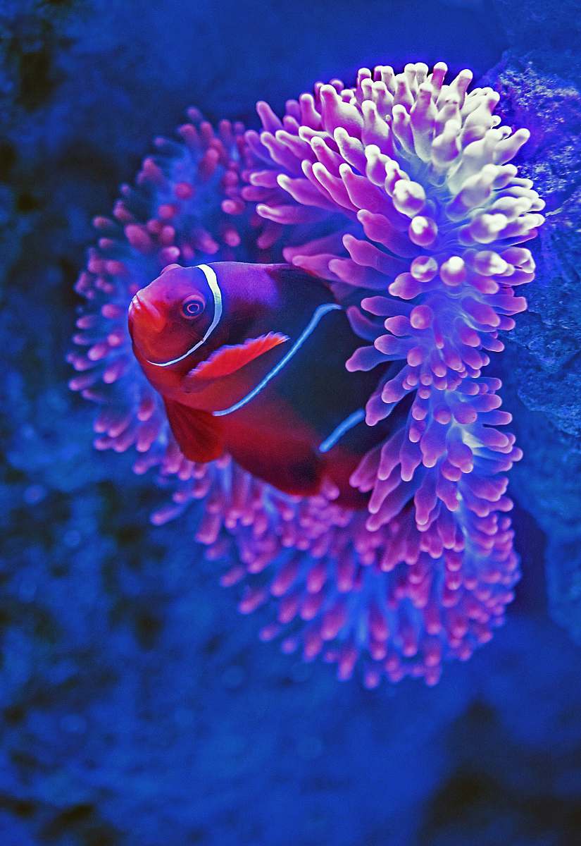 animal red fish beside pink coral sea