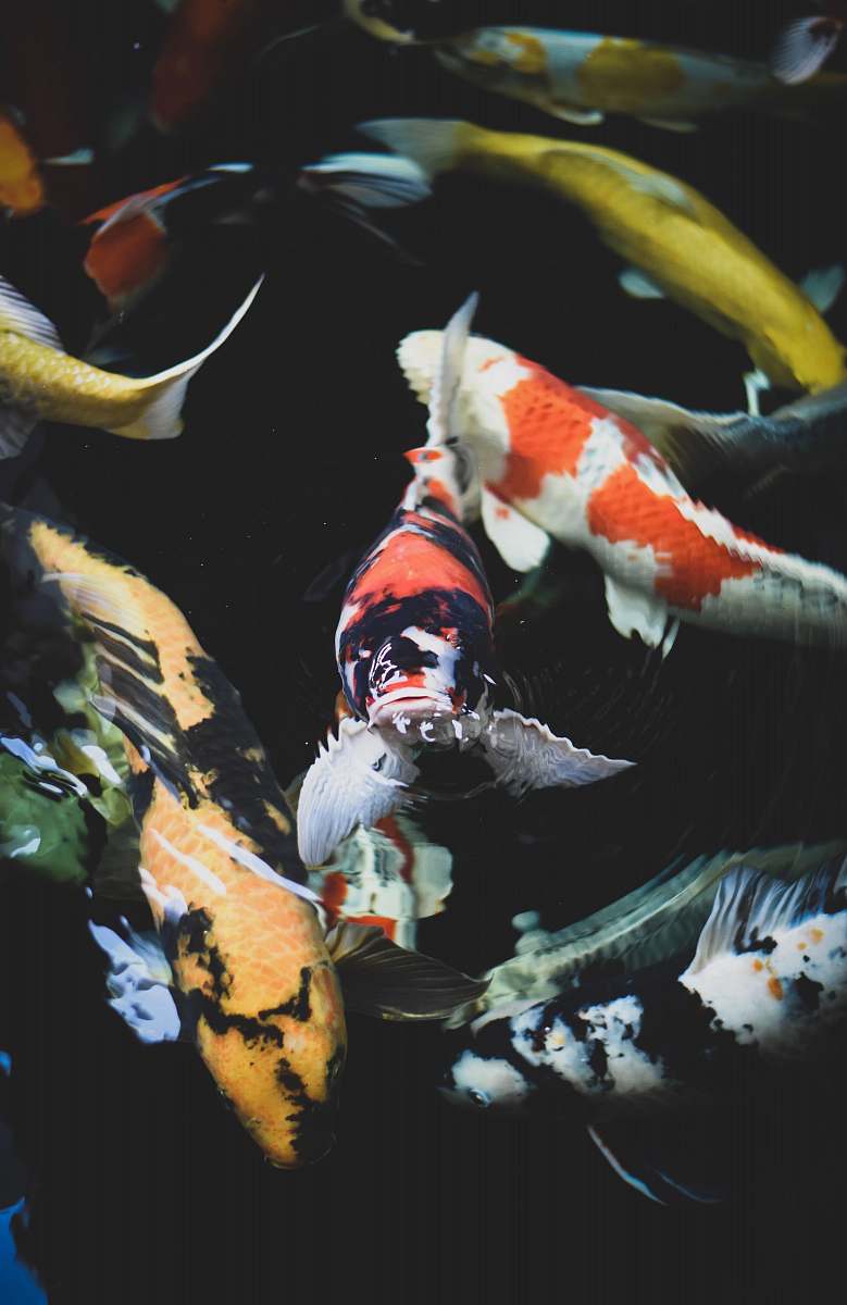 koi school of assorted-color koi fish carp
