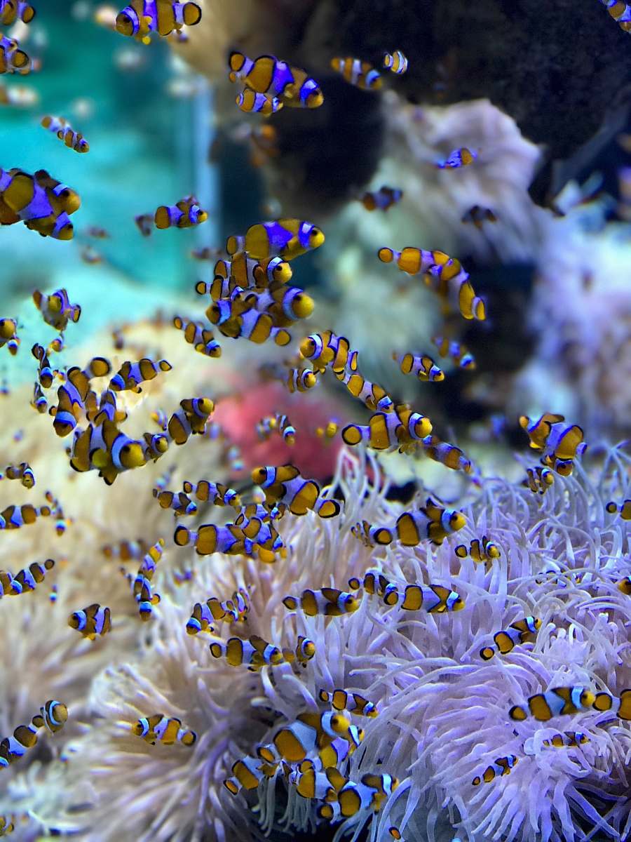 monaco school of clown fish ocean