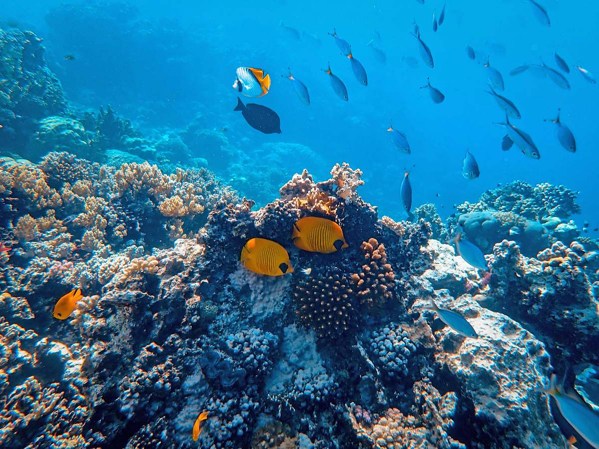water school of fish beside coral ] animal