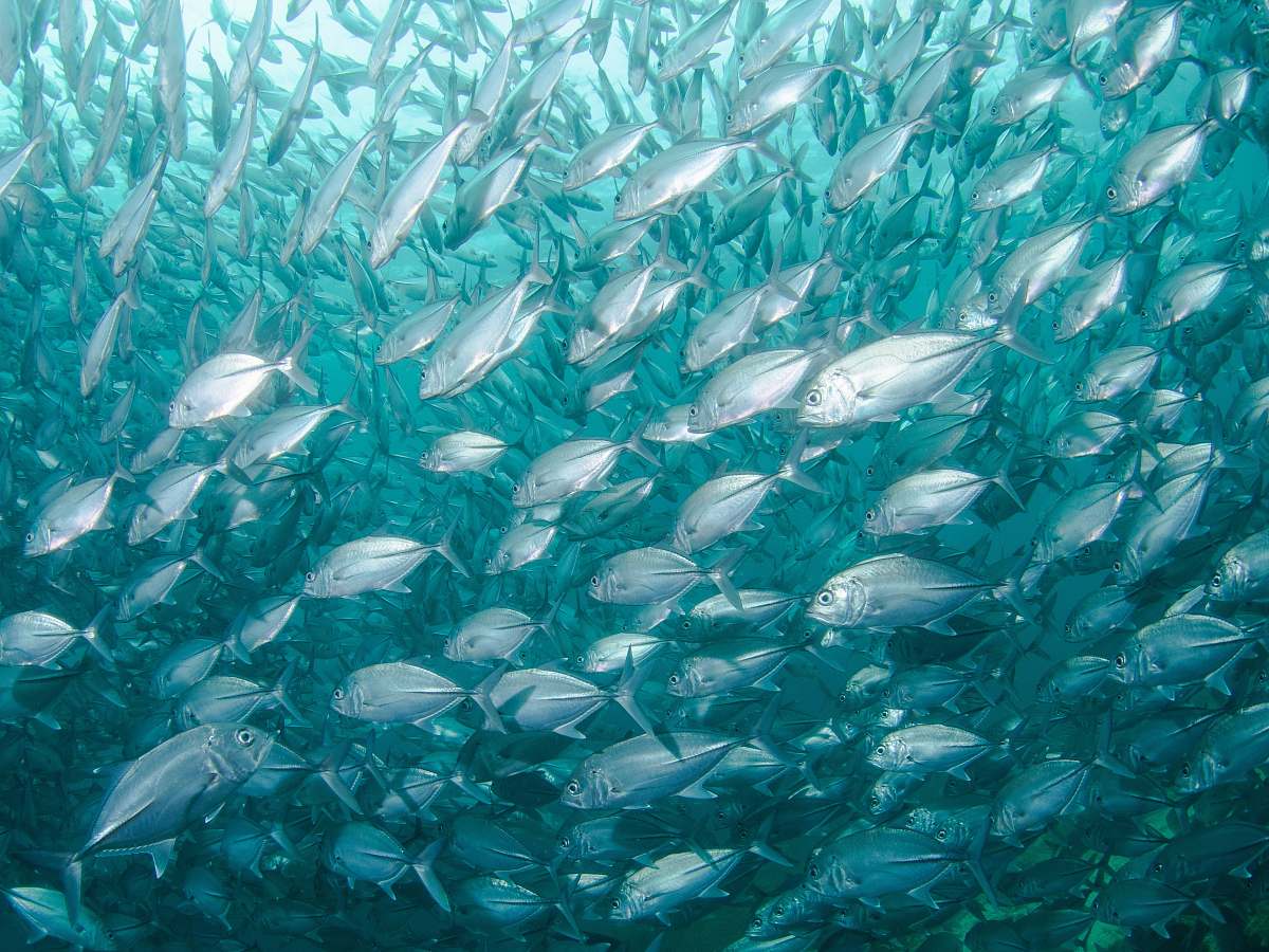sea school of fish under body of water blue