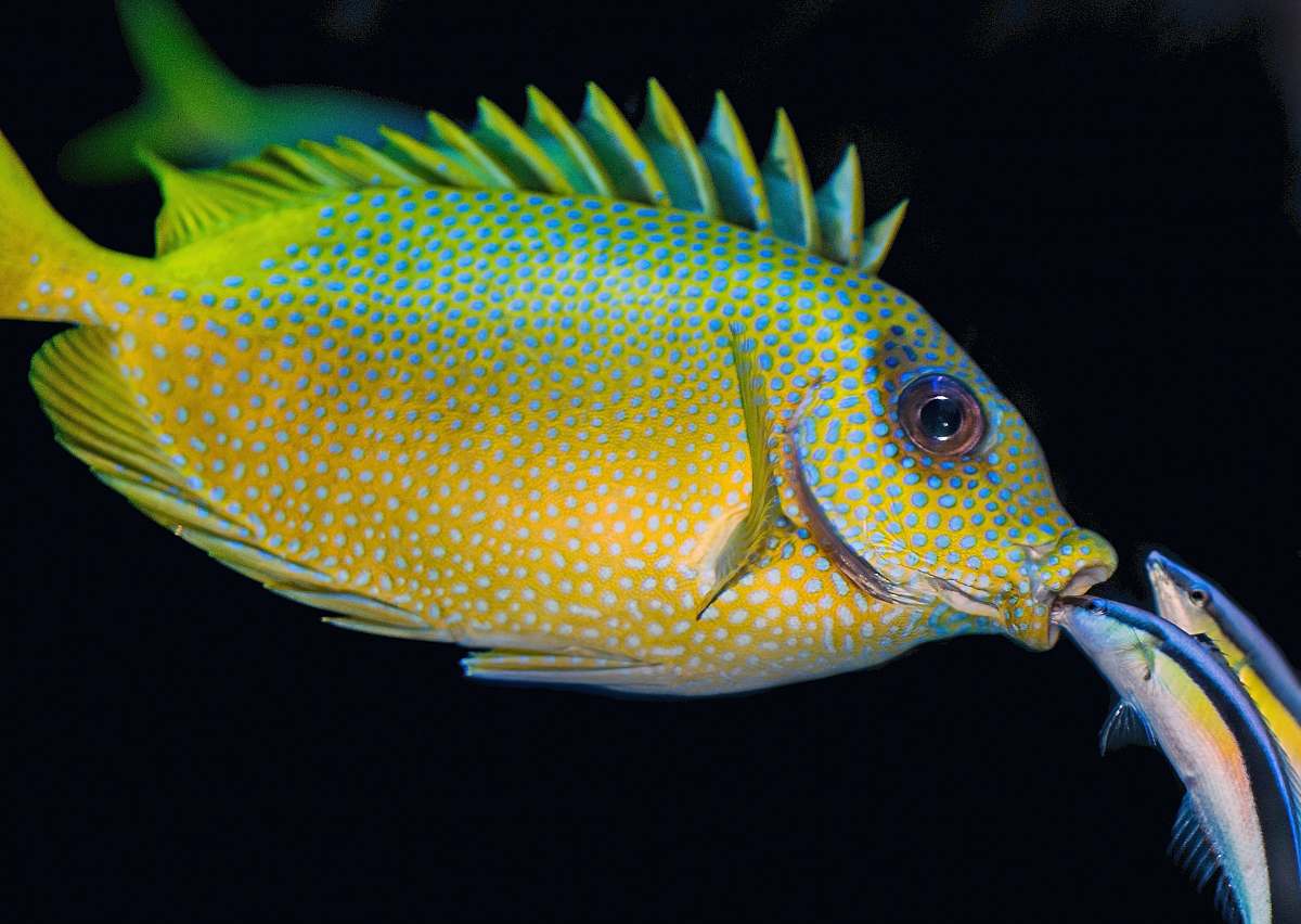 animal two fish peeking on mouth of yellow and green fish cairns aquarium