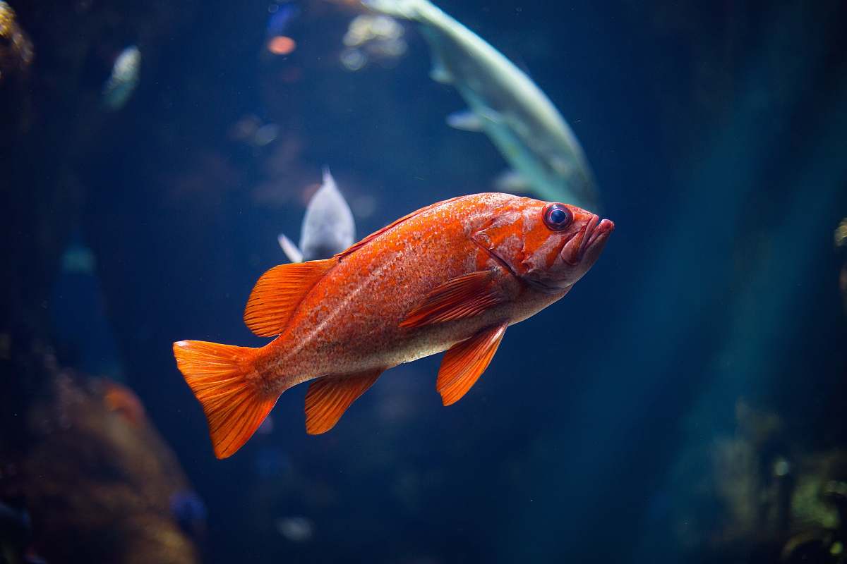 animal underwater photography of red fish san francisco