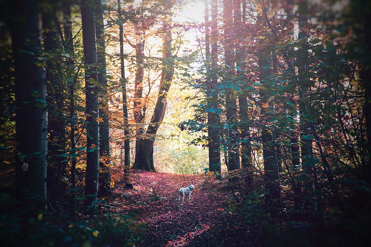 tree white dog on forest nature