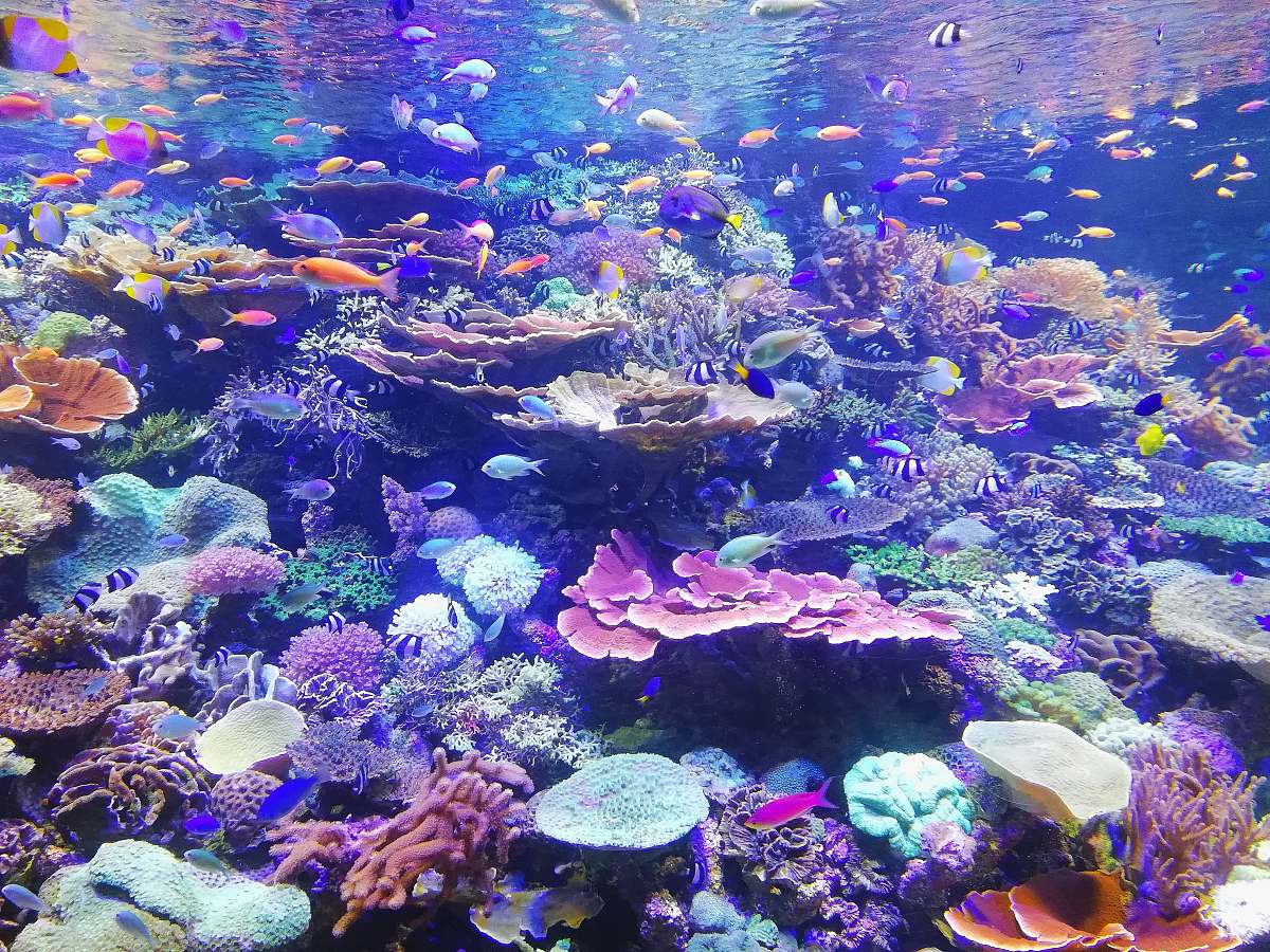 sea school of fish on corals nature