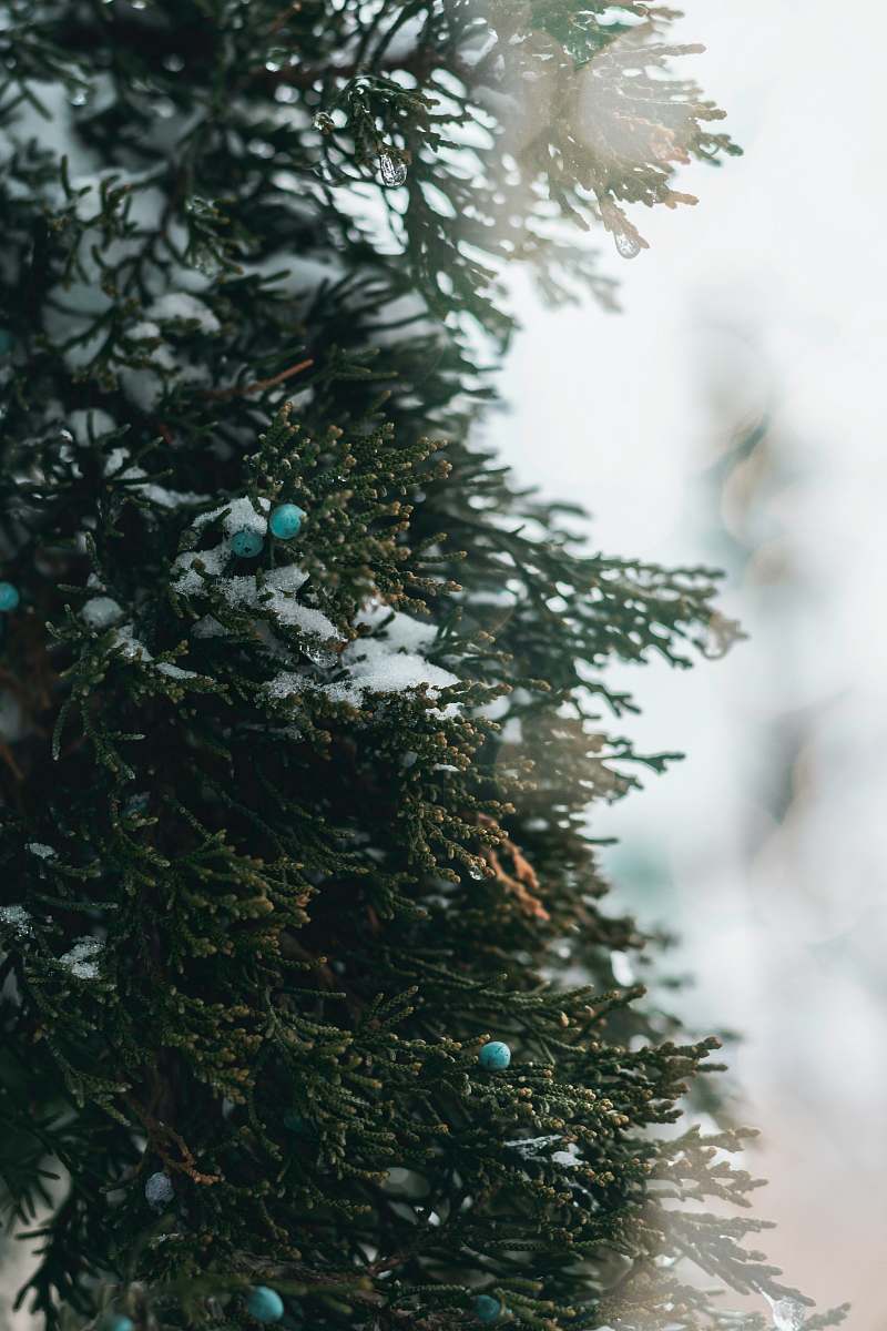  Christmas tree 