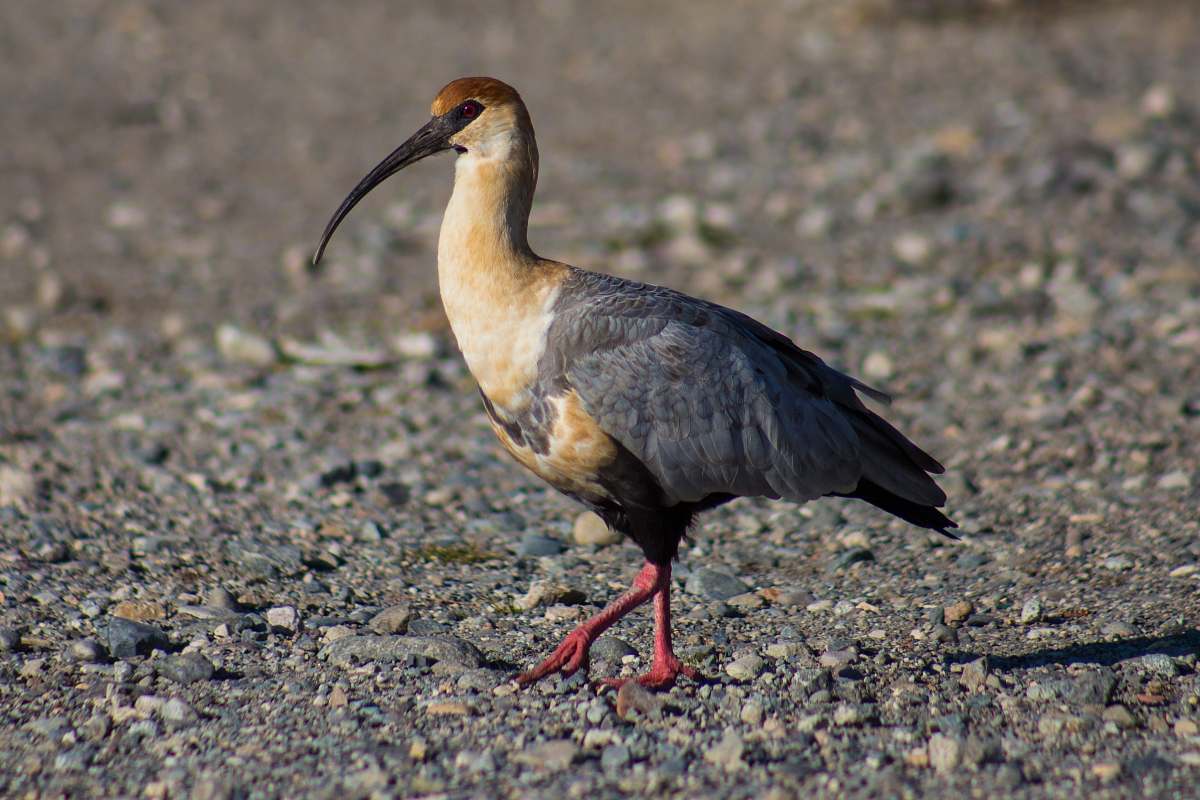 bird gray and brown long-bill bird walking on sand beak