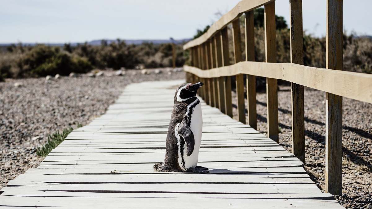 path penguin standing on brown wooden pathway near green leaf trees during daytime human