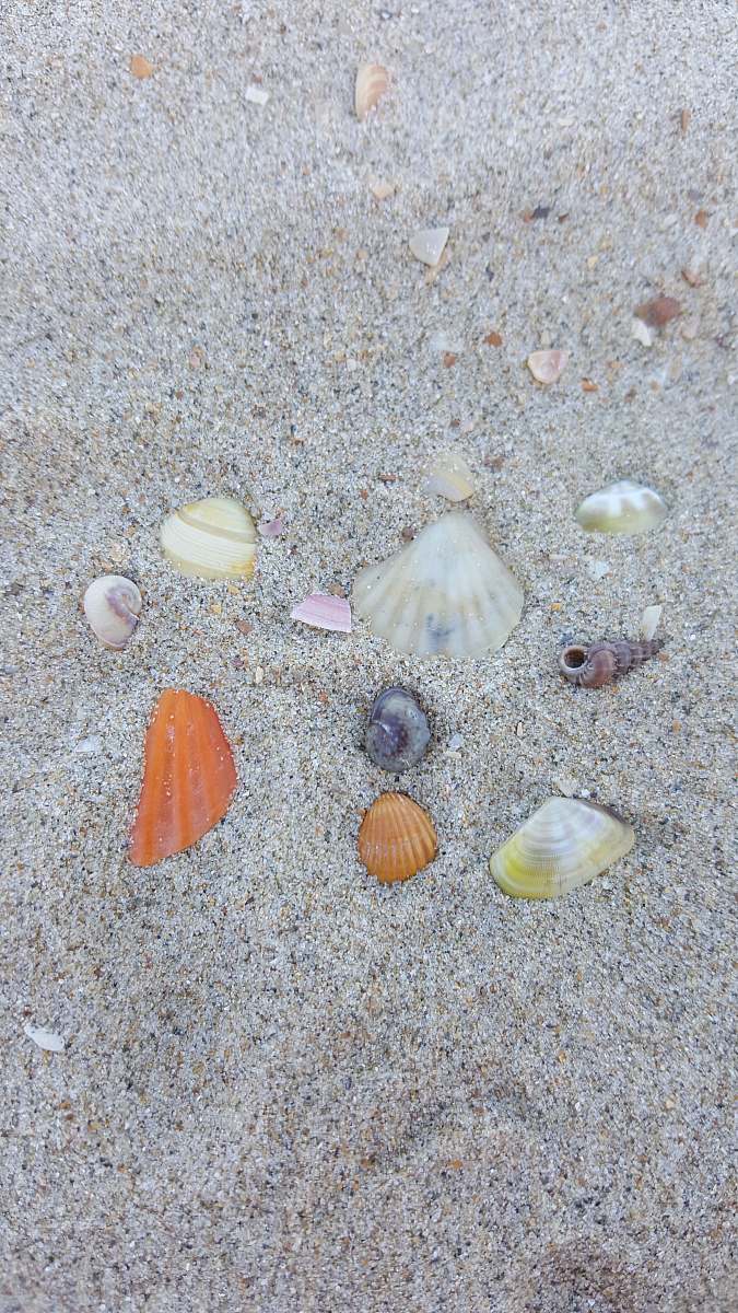 invertebrate several assorted-color seashells on gray sand sea life