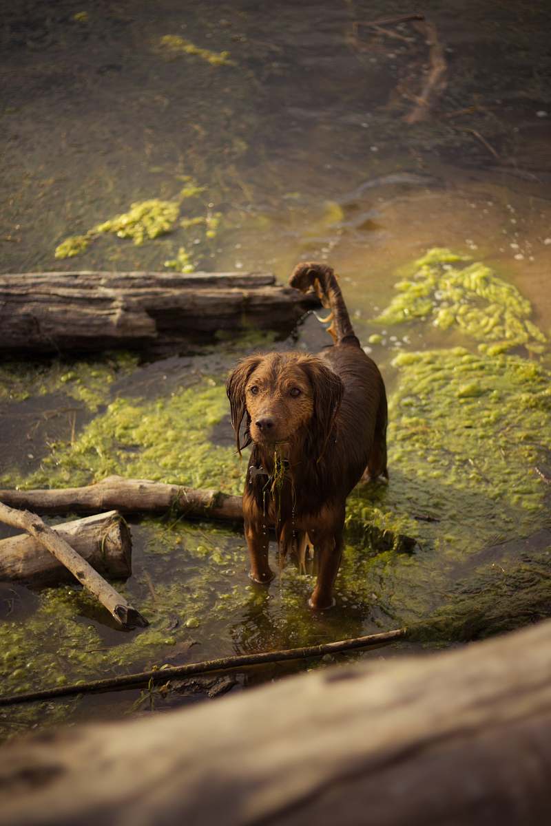 wood brown dog on body of water dog