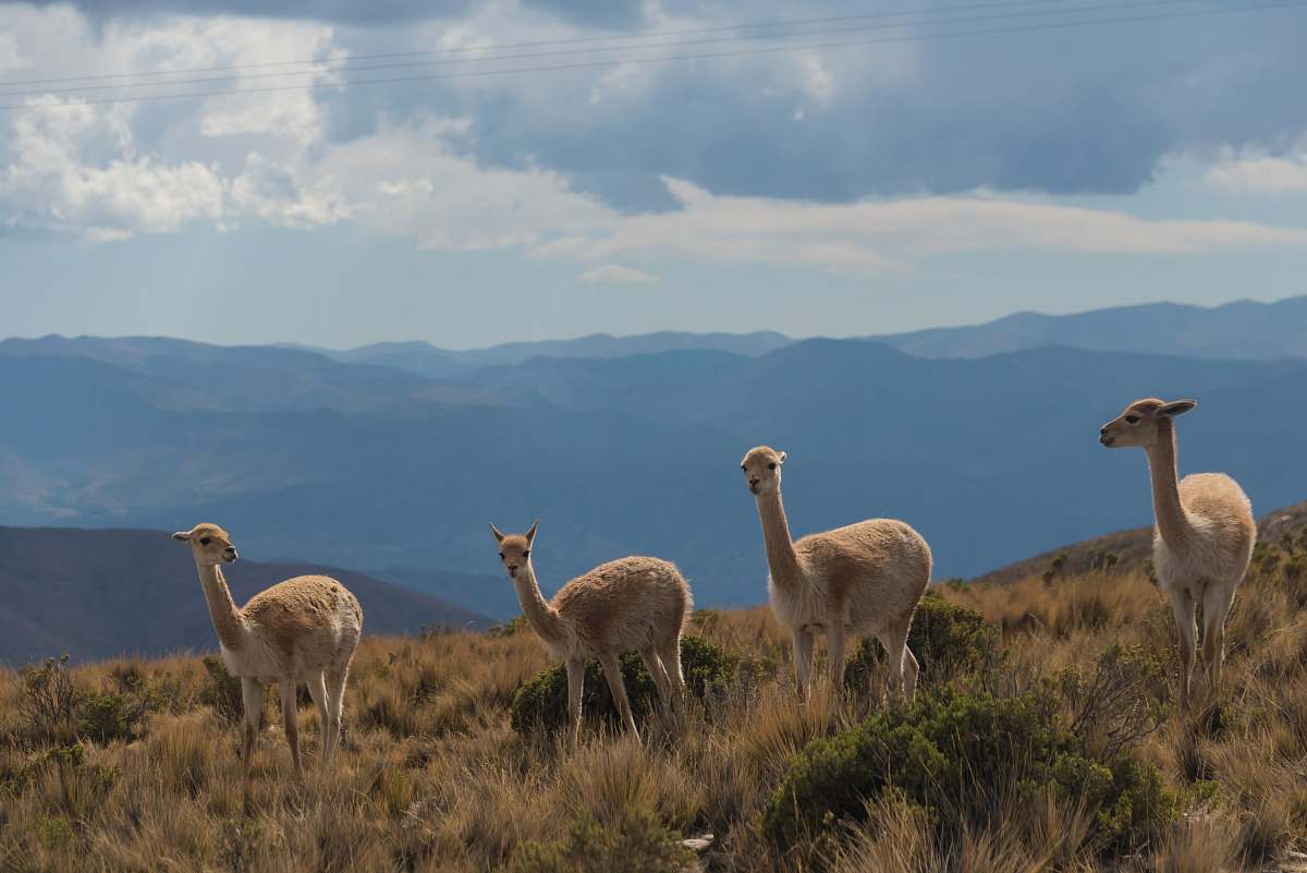 animal four brown camels under blue sky llama