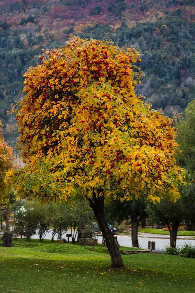 plant green-leafed tree during daytime tree