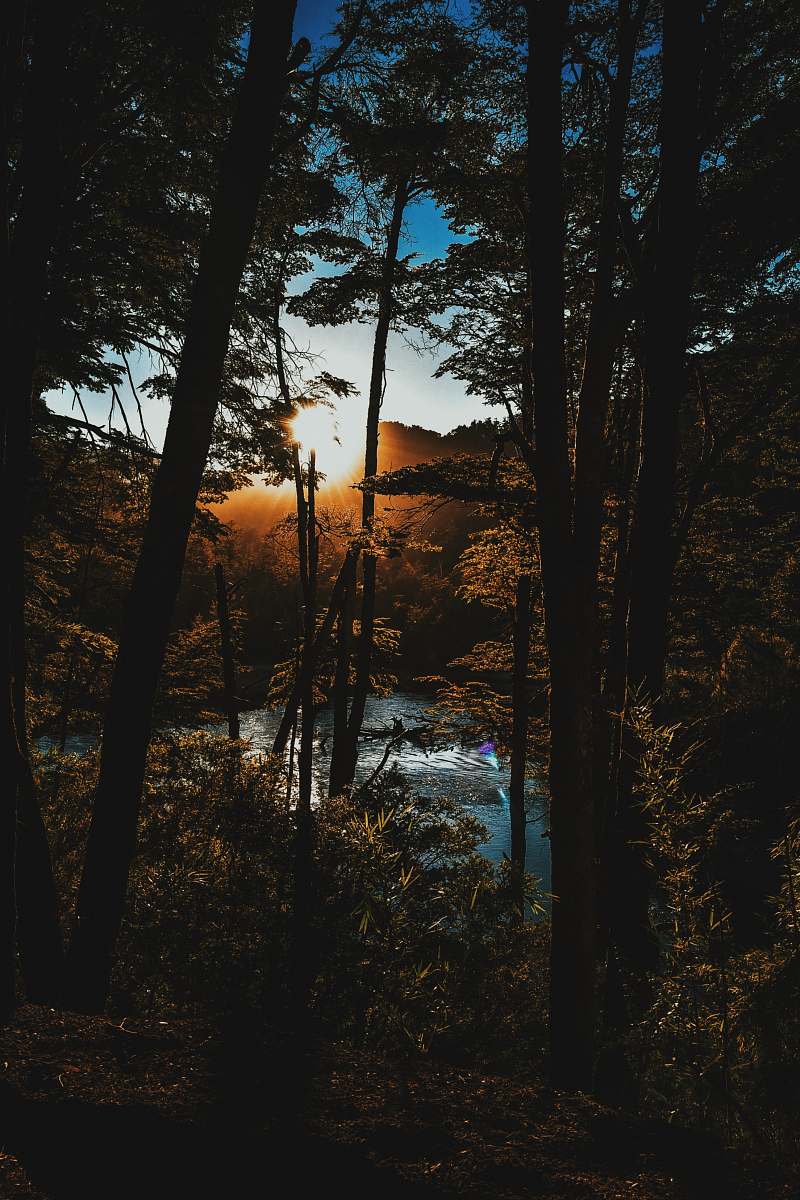 nature photo of forest near body of water during golden hour sunset