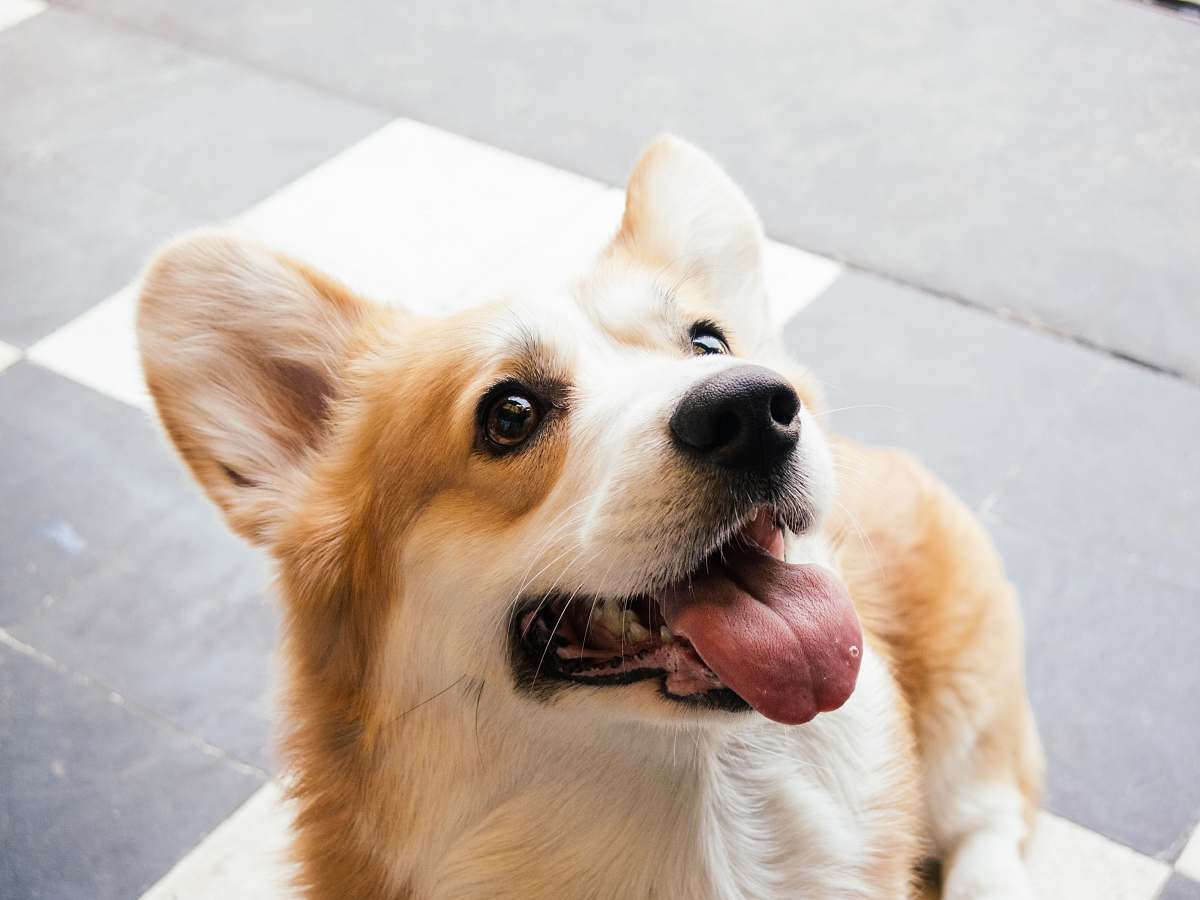dog short-coated white and brown dog on white floor tiles buenos aires