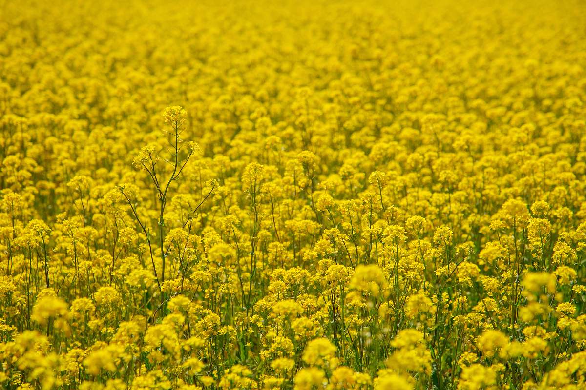 field yellow petaled flower field grassland