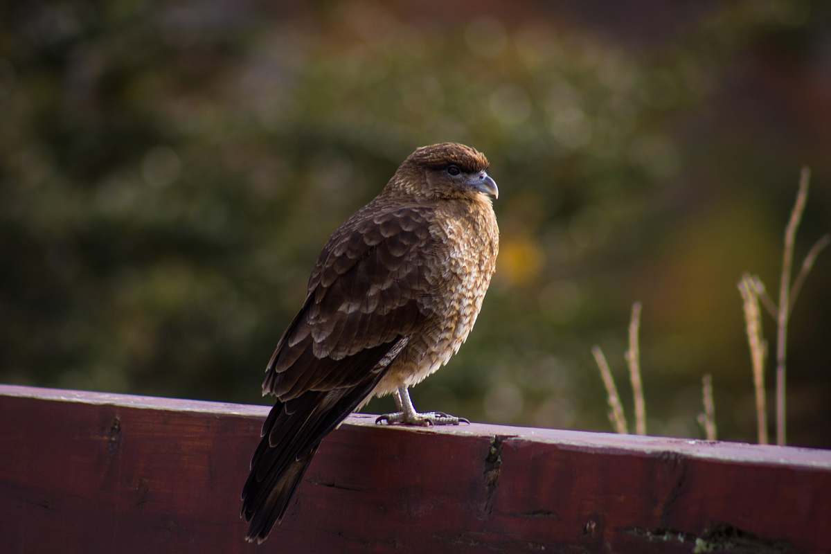 animal brown bird on red fence hawk