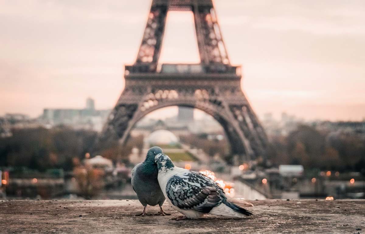 pigeon focus photography of gray and black pigeons behind Eiffel Tower love