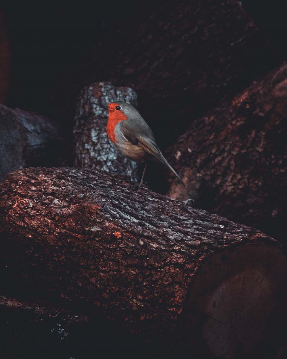 robin gray and orange bird on tree animal
