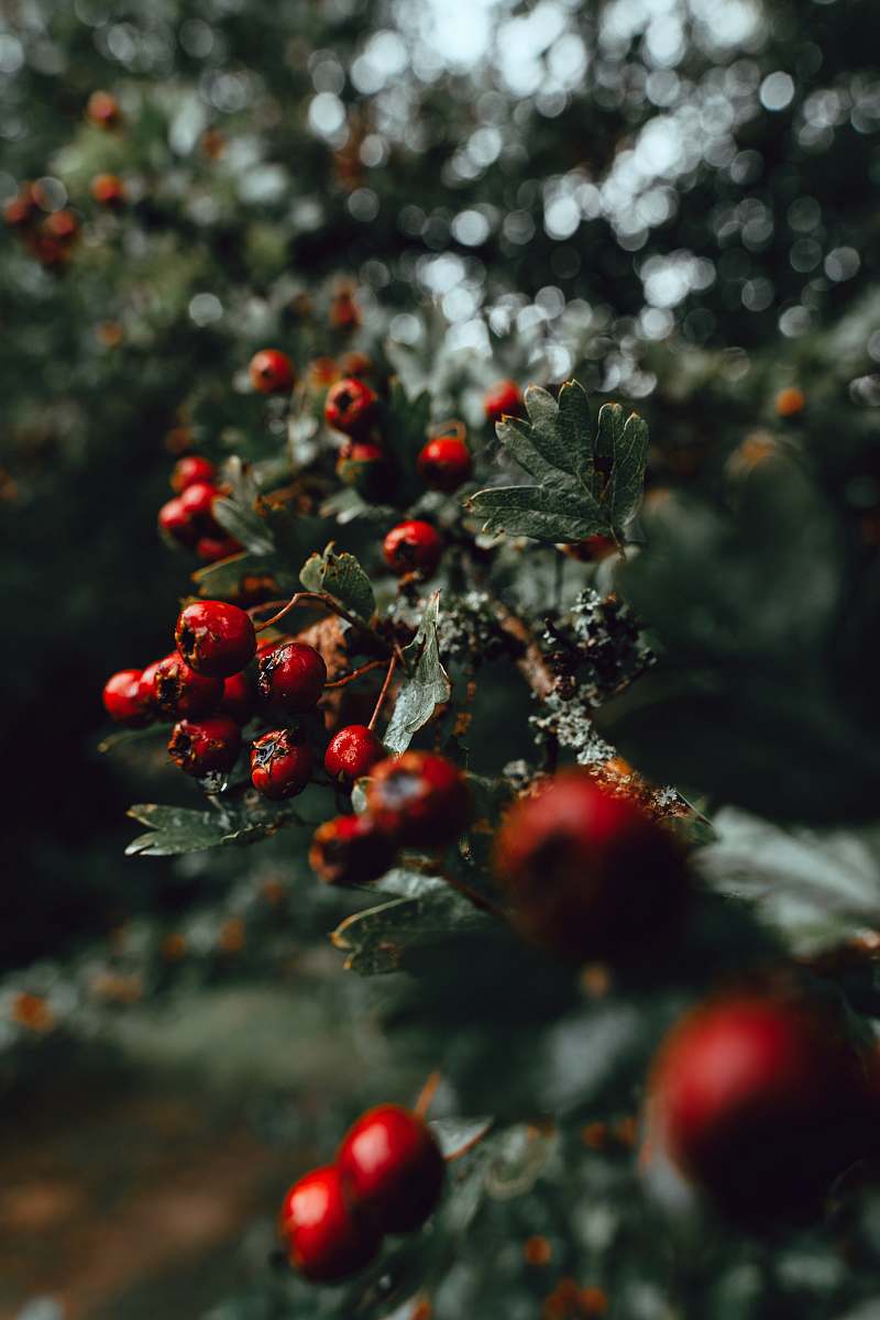 plant  fruit