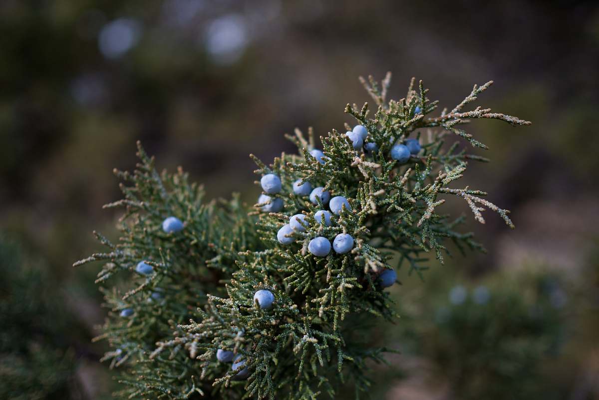 plant blue round fruits on green plant blueberry