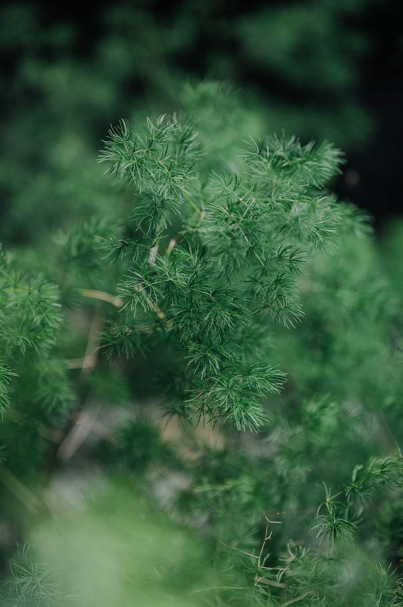 plant green plant in close up photography jar
