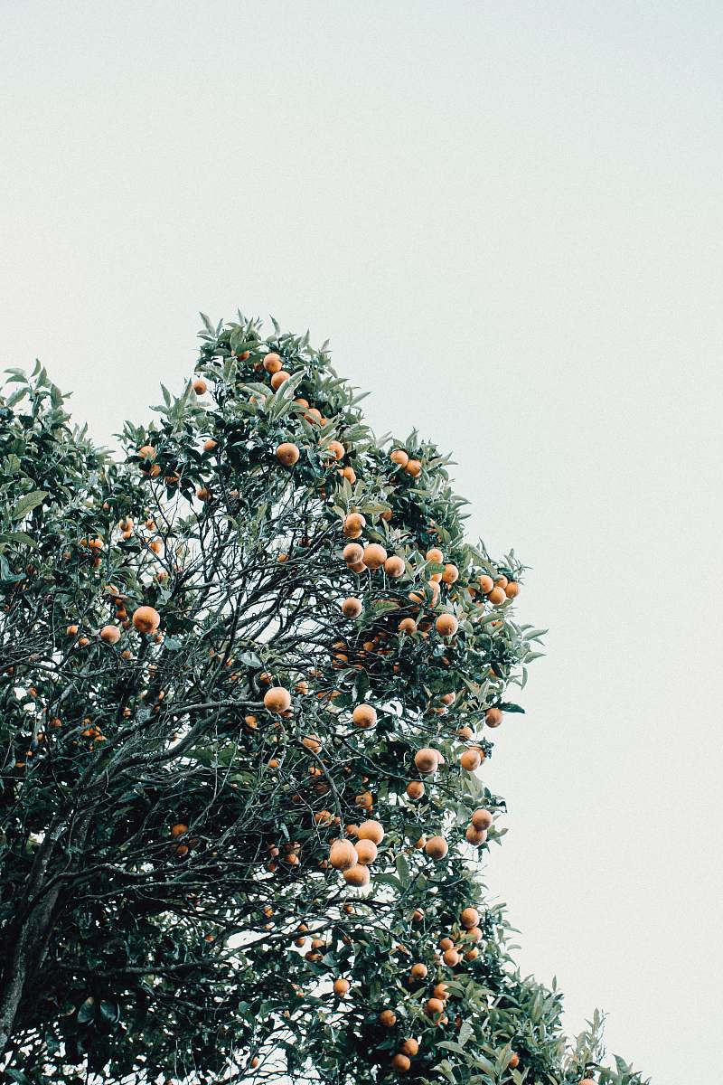 plant orange fruit on tree during daytime fruit