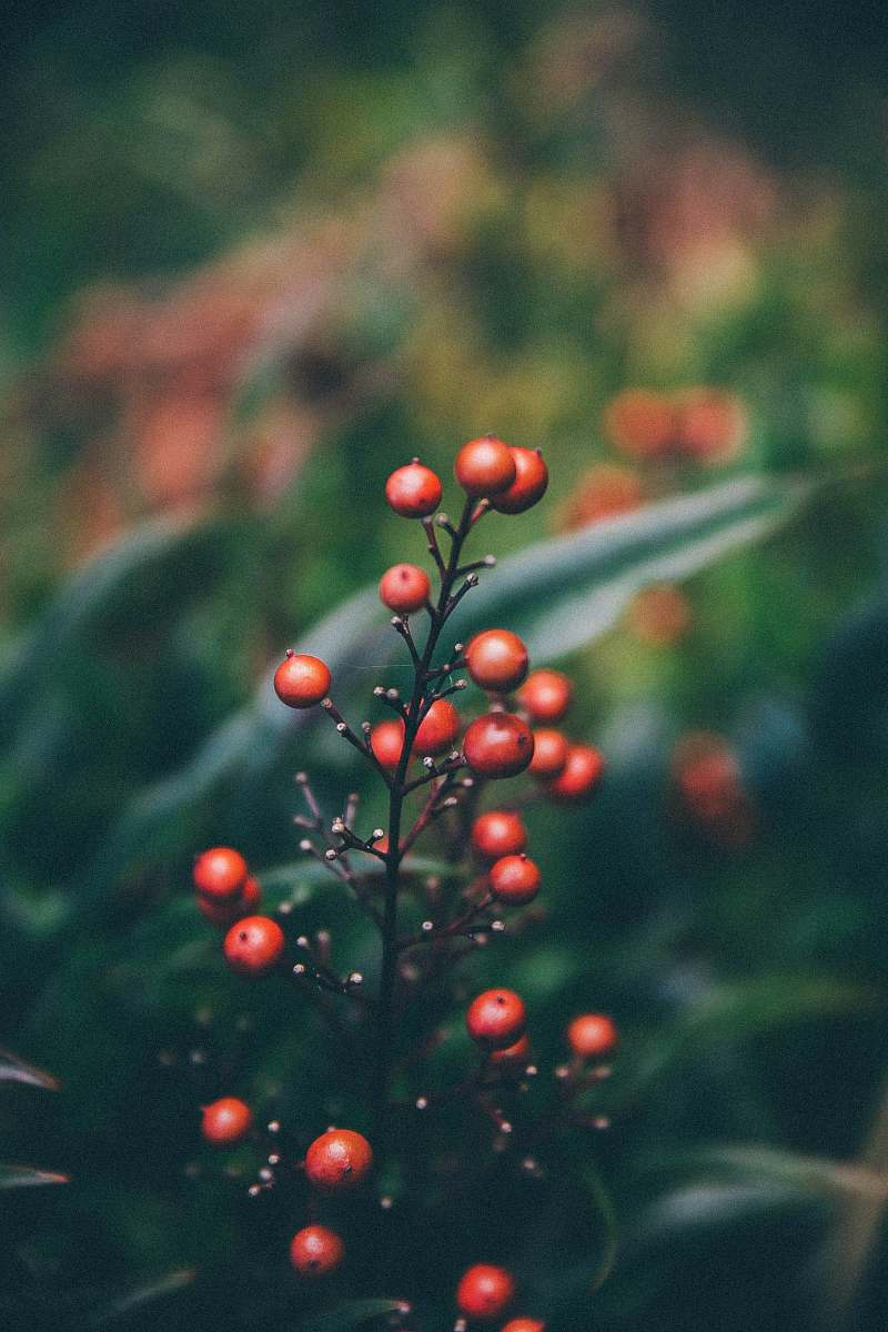 plant red and green plant with water droplets fruit