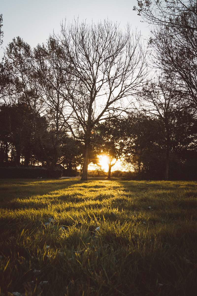 grass bare tree on green grass saint-andré-des-eaux
