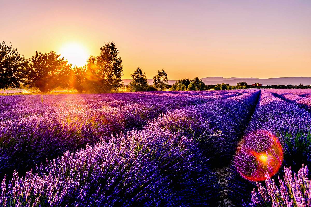 lavender lavender field flower