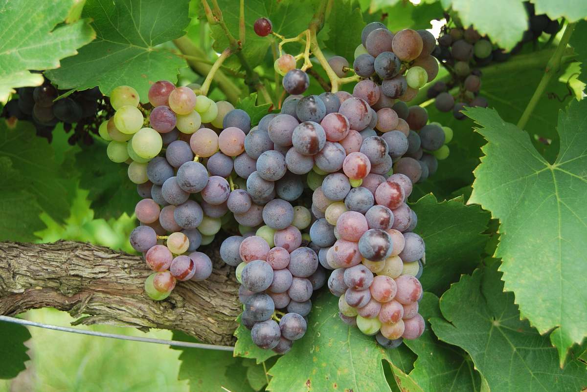 fruit grapes fruit surrounded by leaves flora