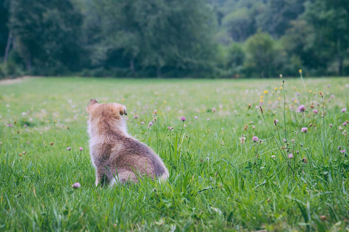 nature brown puppy on green grass field plant