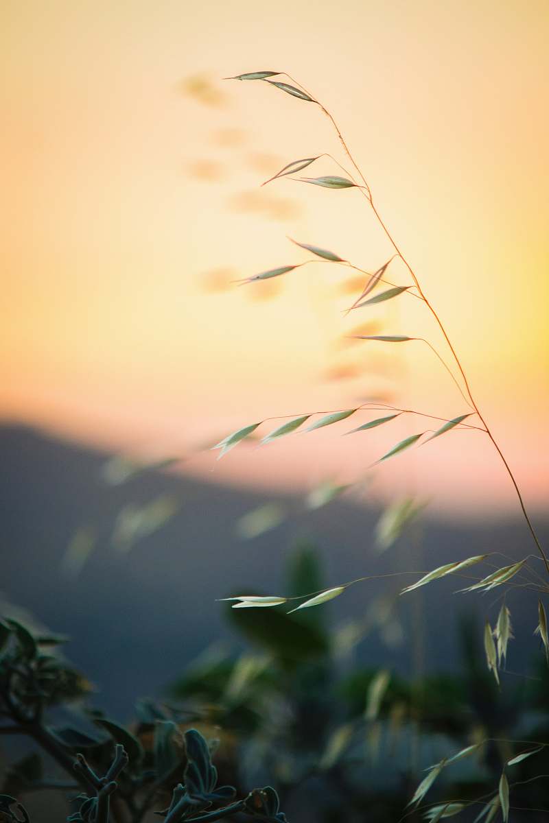 plant selective photography of green leafed plant flora
