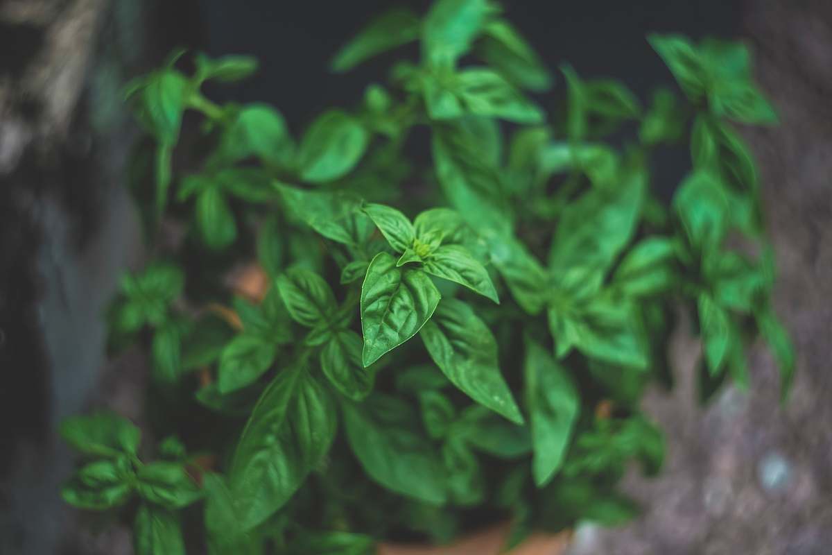 jar green leaf plants plant