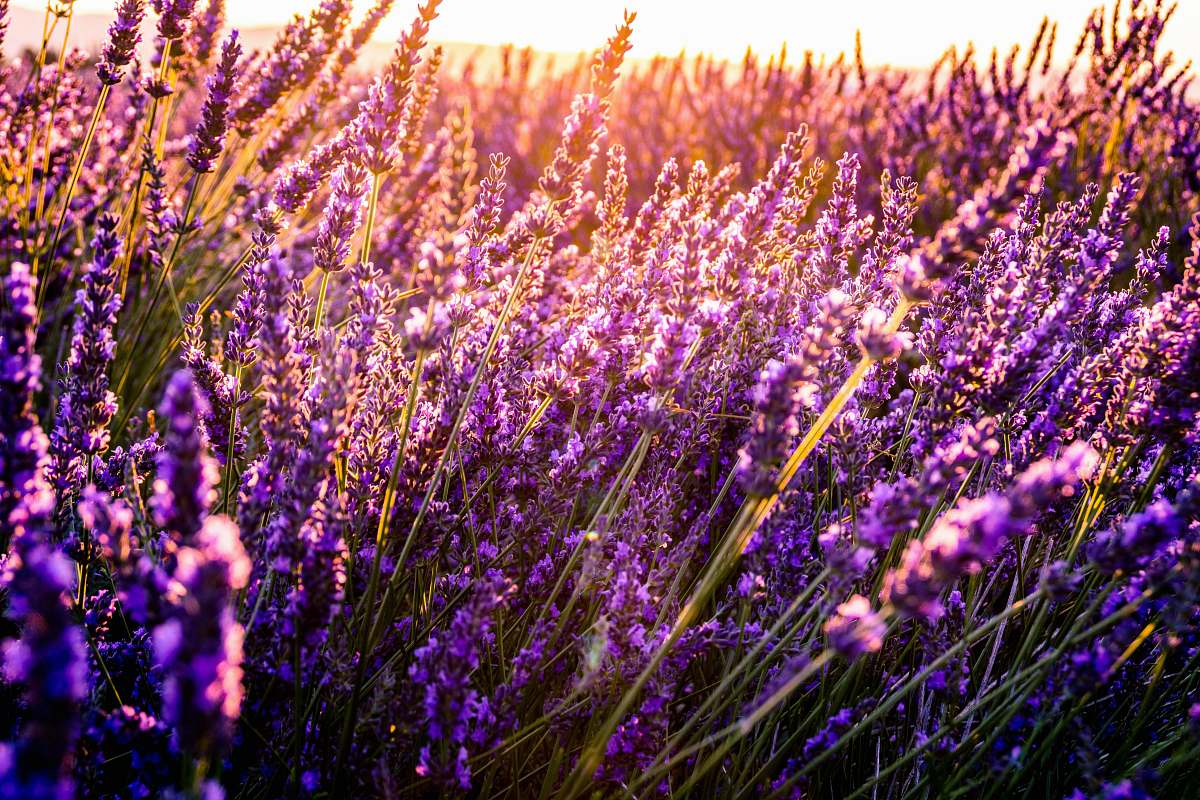 flower closeup photo of lavender bed plant