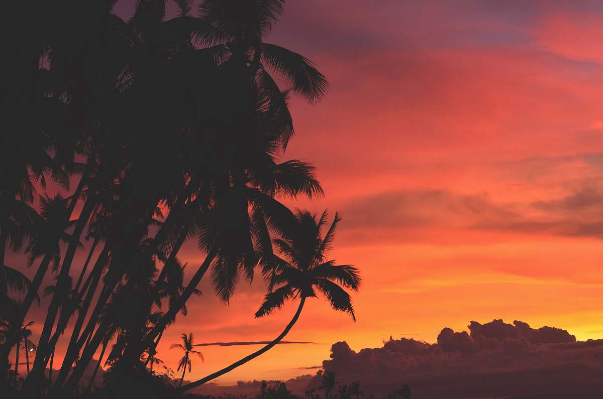 sunset coconut trees under orange and red sky sunrise