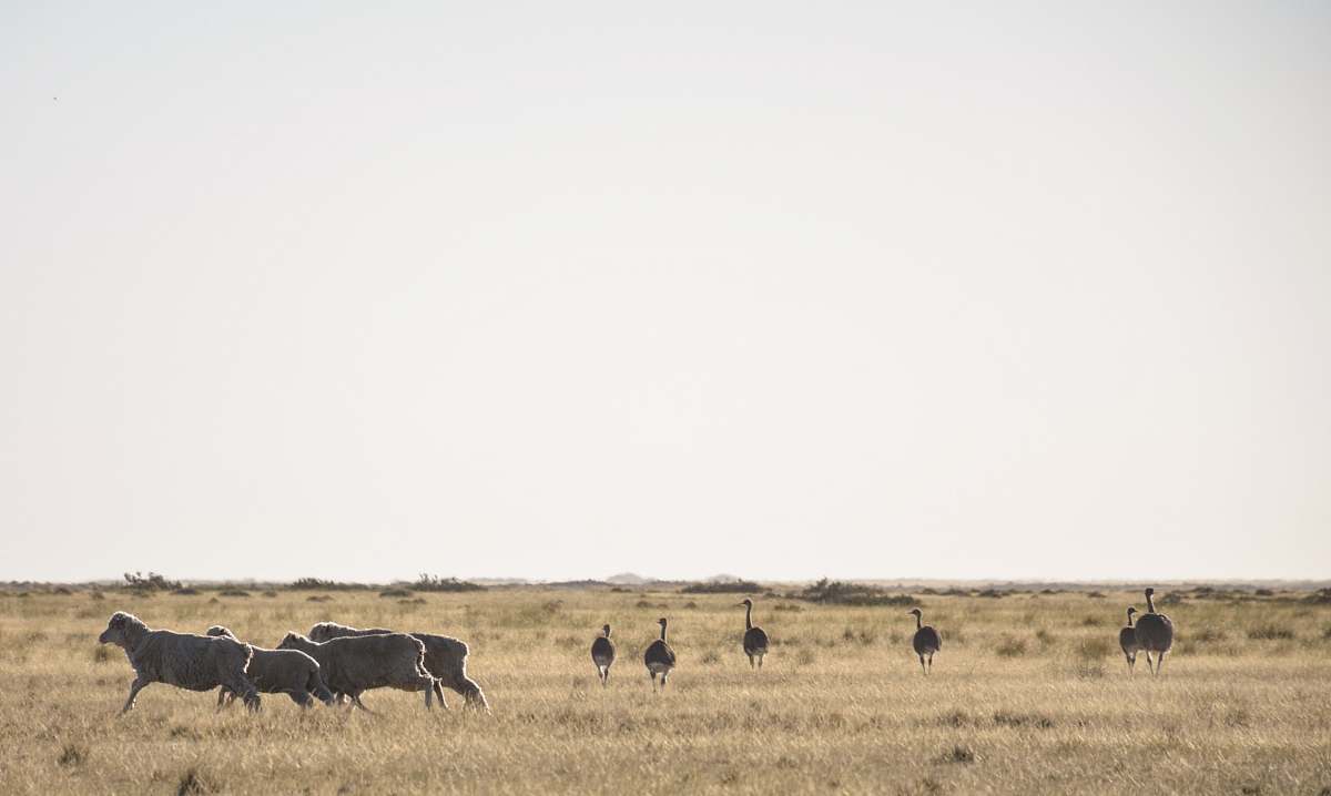 field group of ostrich on grass field grassland