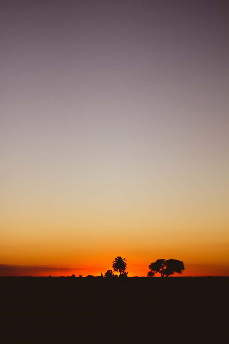 outdoors silhouette of trees during golden hour sky