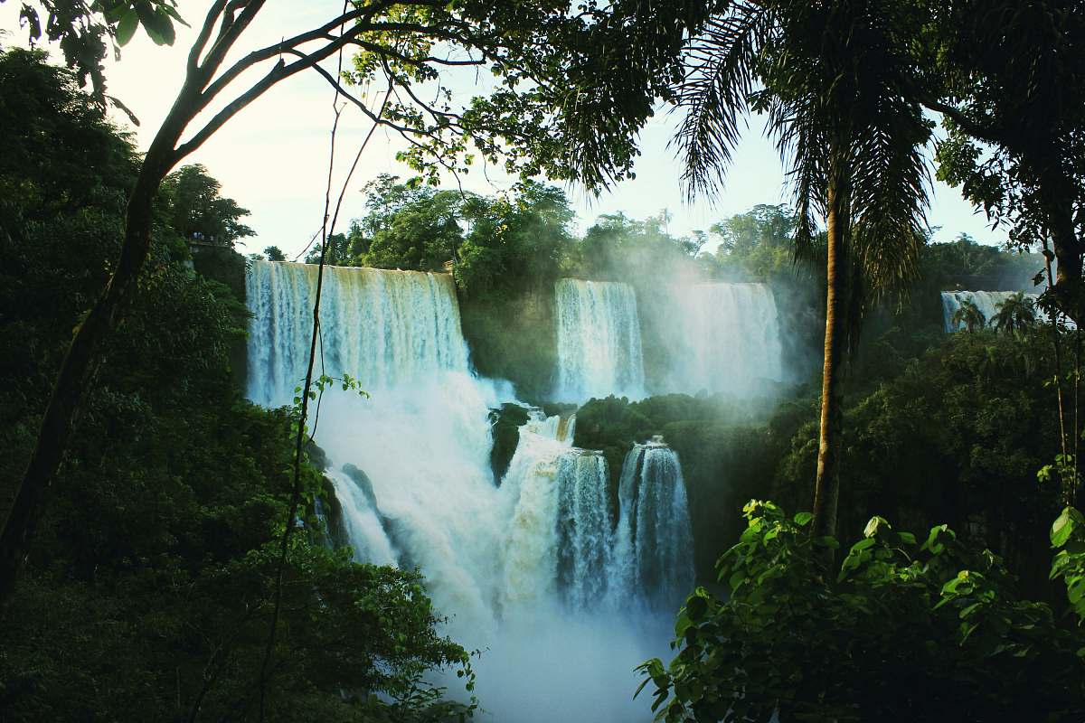 forest waterfalls between trees during day time tree