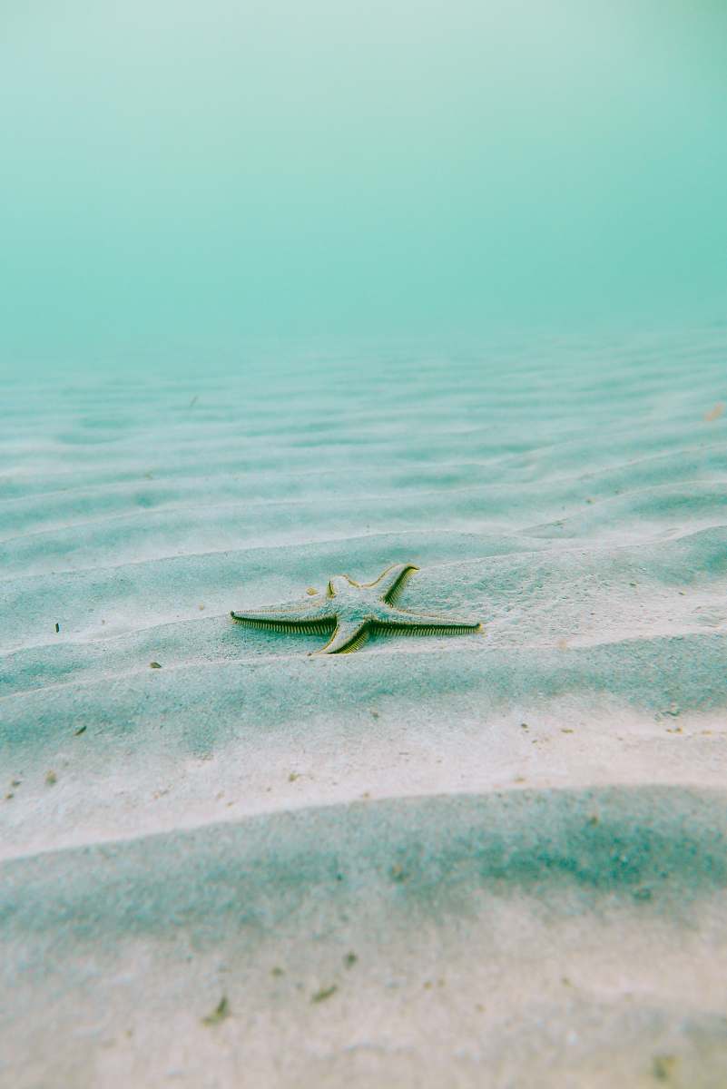 starfish white starfish on sand underwater during daytime sea