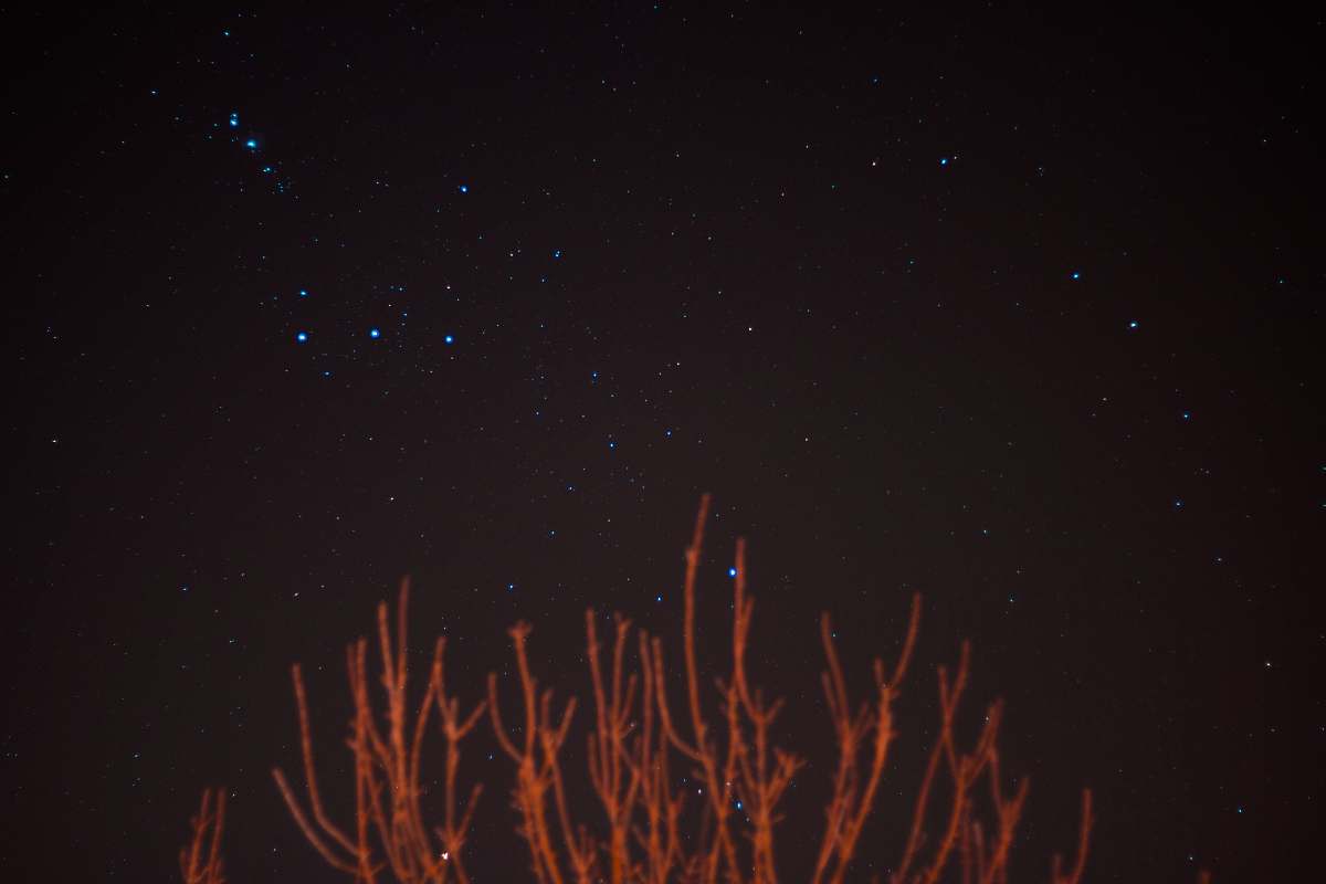 nature brown bare trees over blue stars at night night