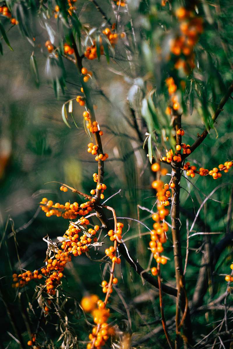 bush brown and green plant during daytime vegetation