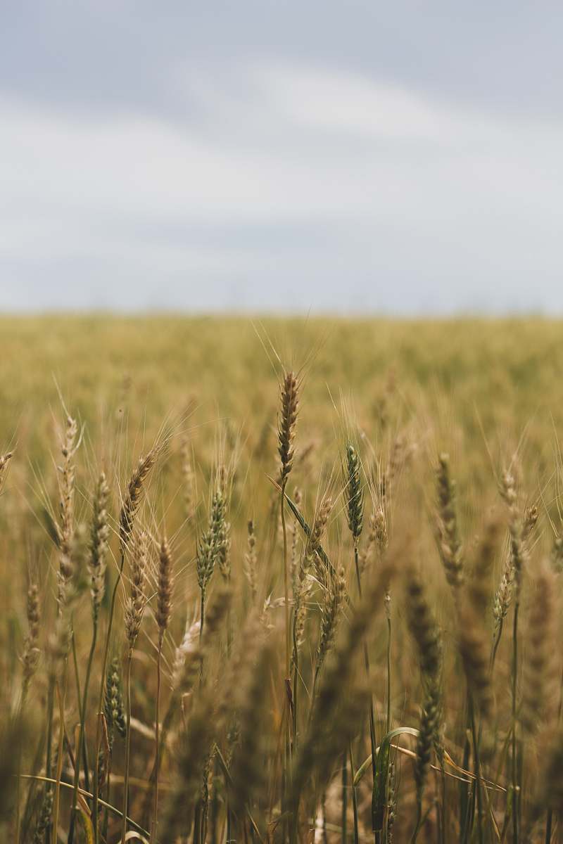 food brown wheat field during daytime produce
