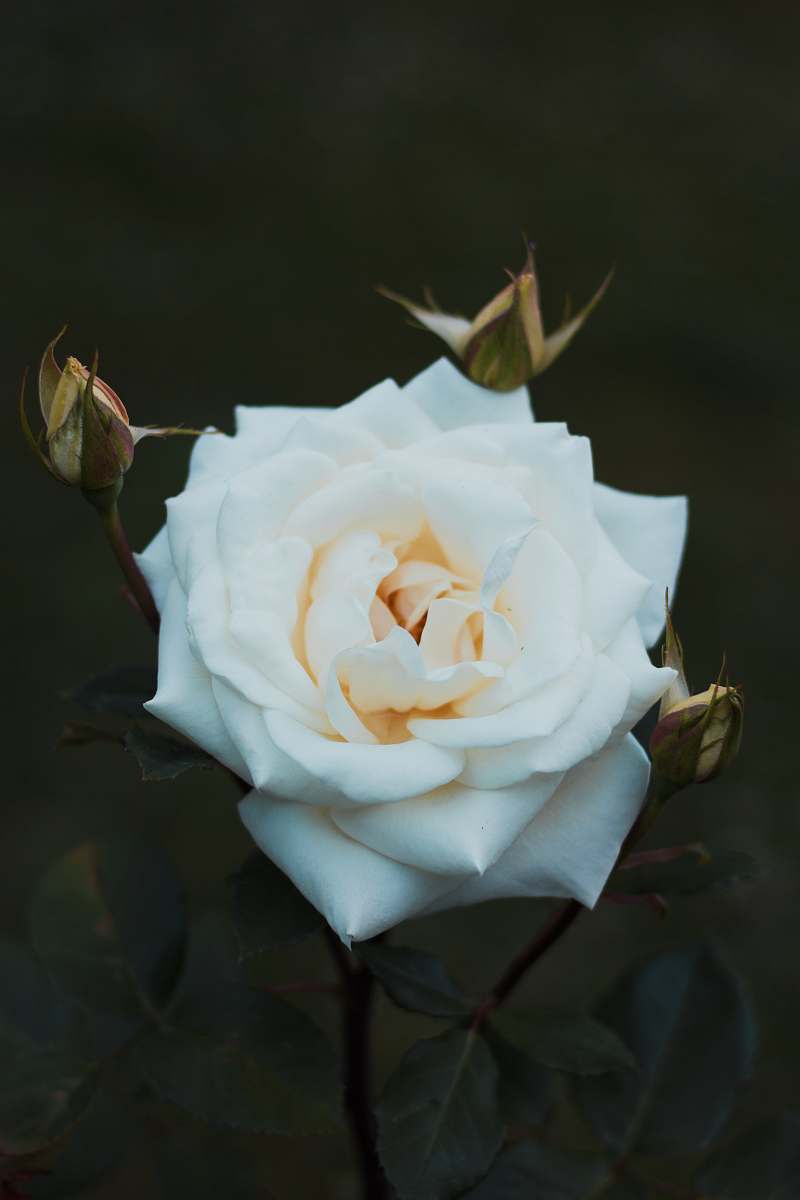 flower close up photography of white rose flower blossom