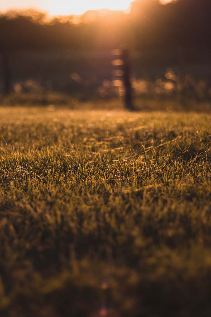 field focus photo of green grass grass