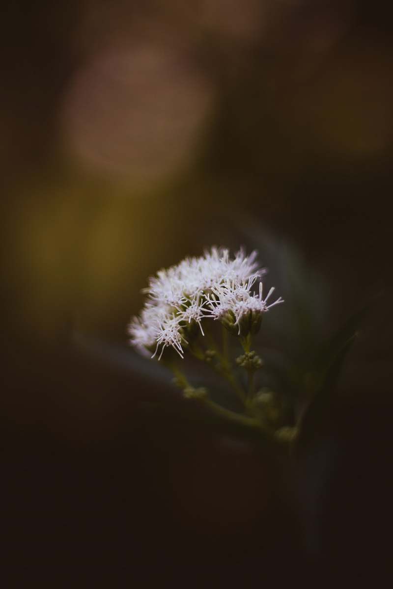 flower focus photography of white petaled flower blossom