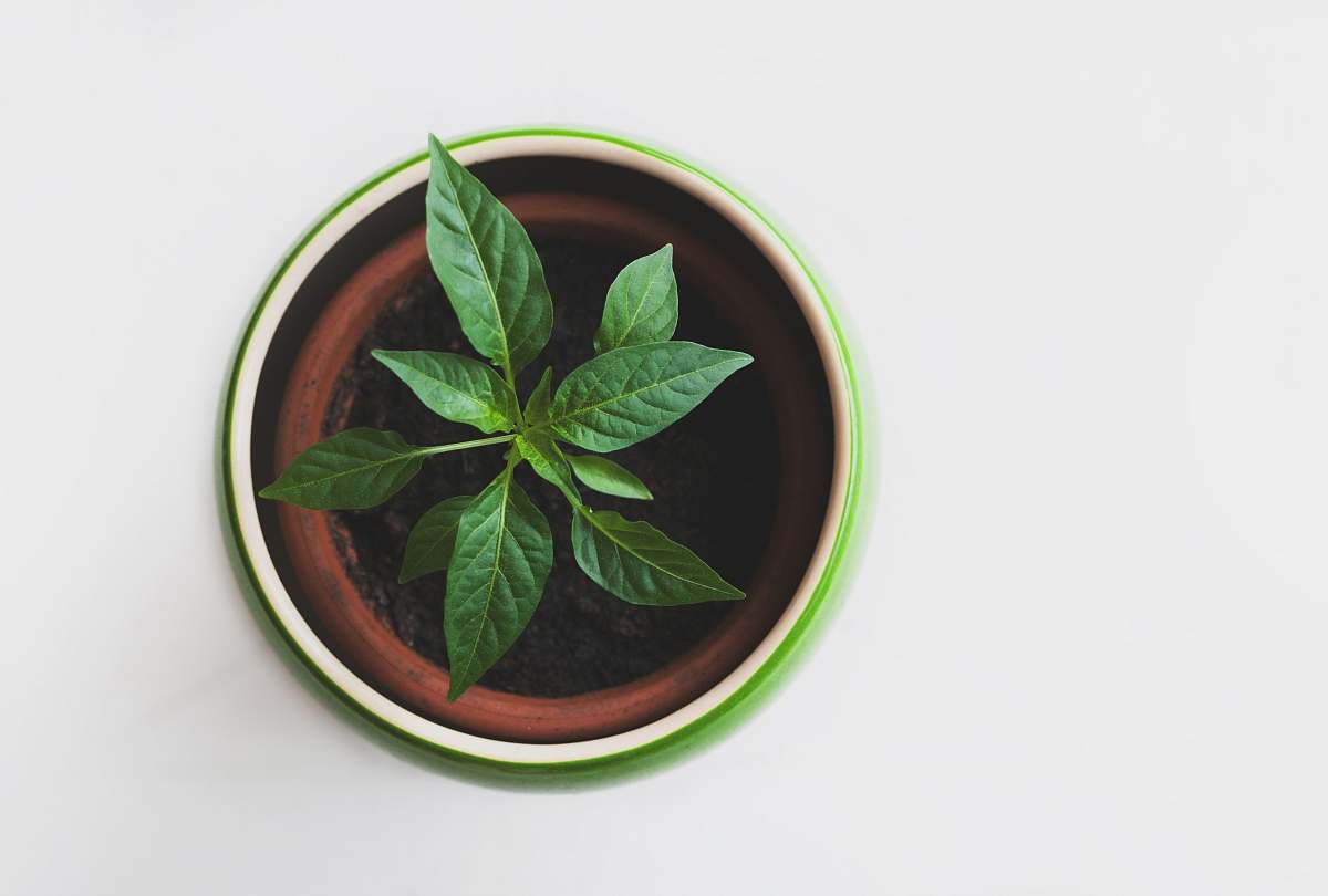green green leafed plant in pot leaves